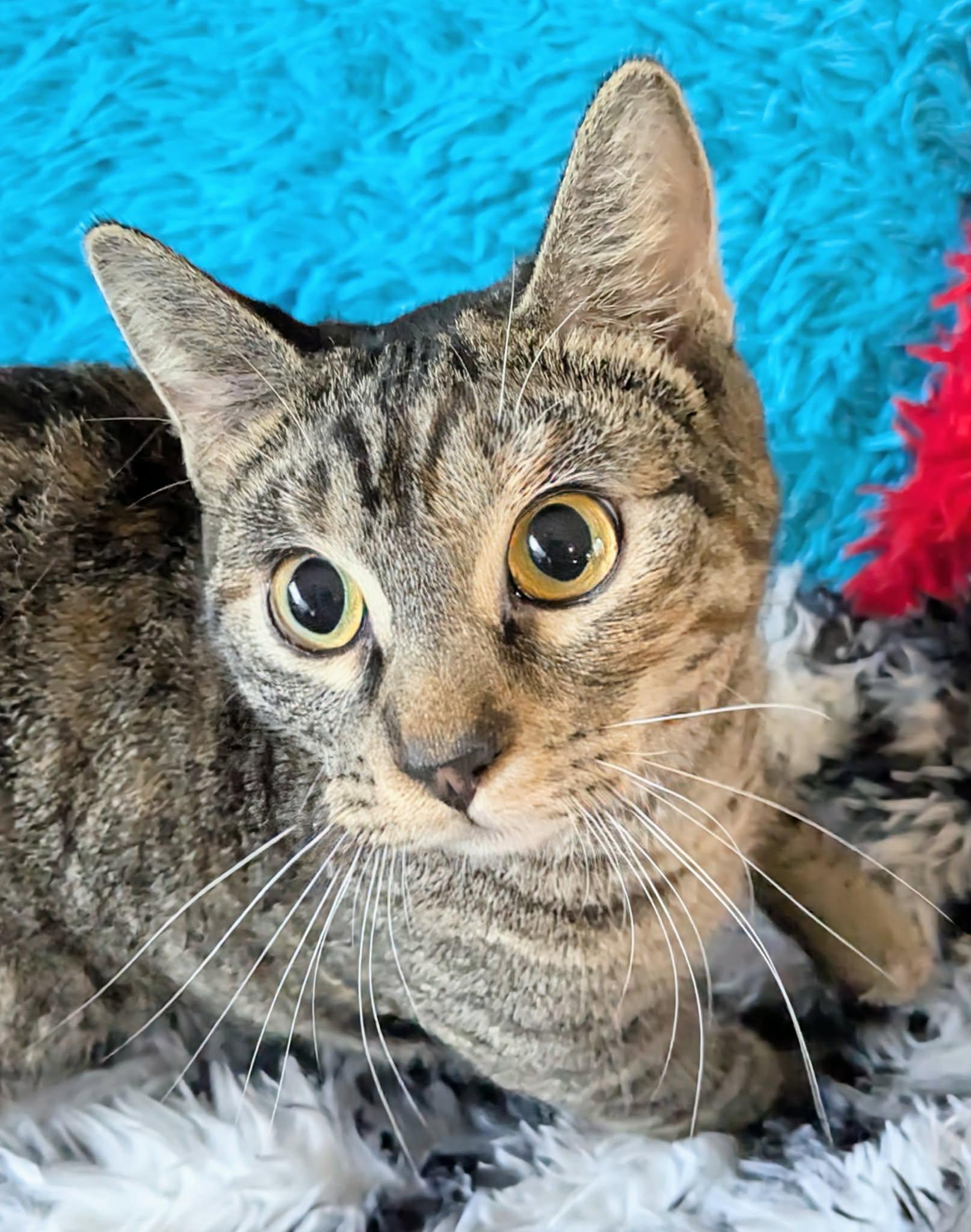 Jules, Adopted, Adult Female Domestic Short Hair.