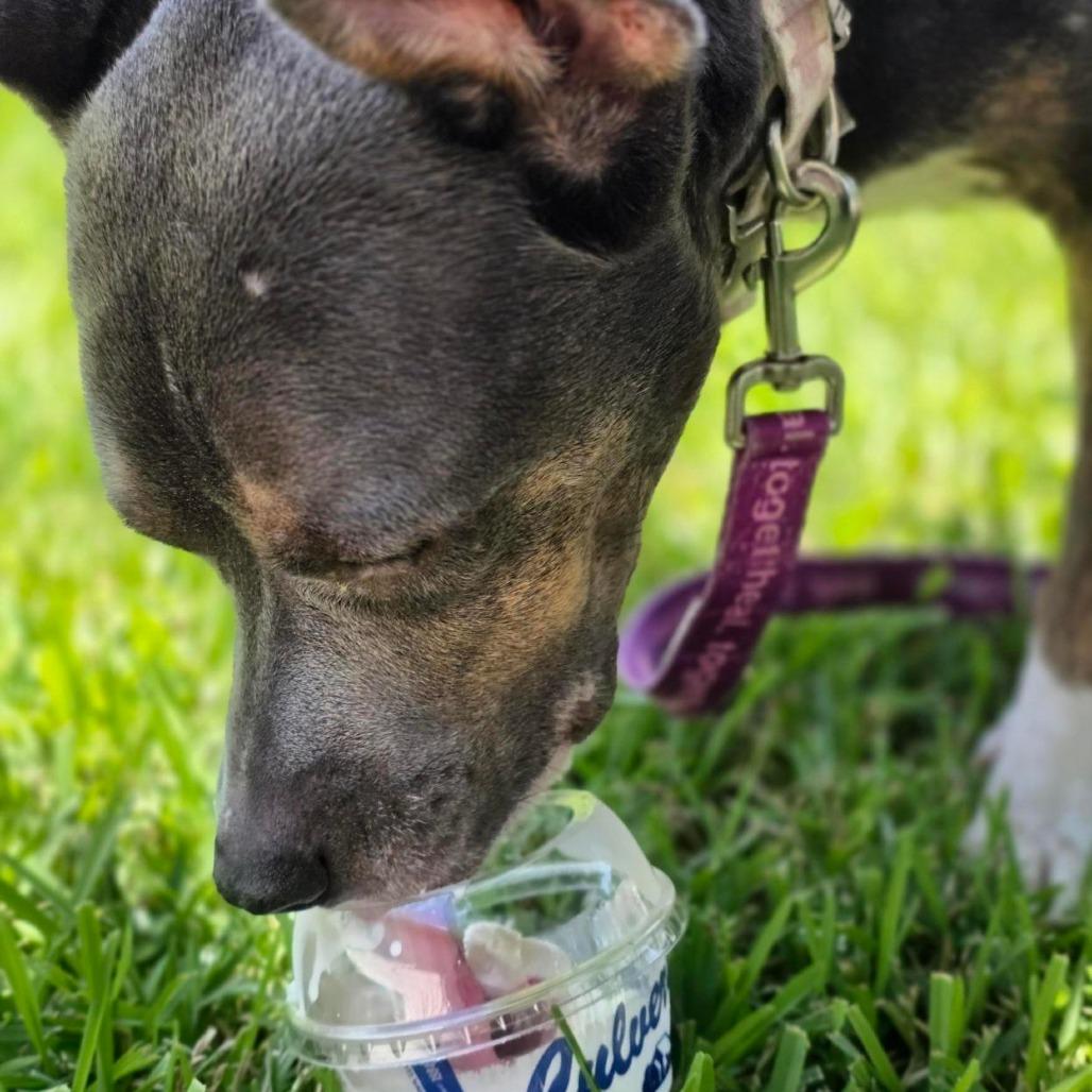 Tinker Bell, Adoptable, Adult Female Mixed Breed.