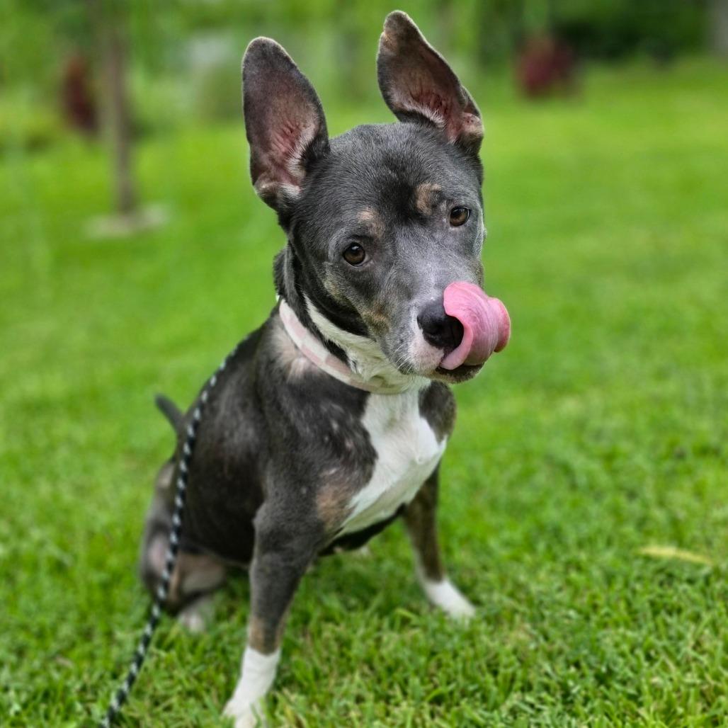 Enlarge Tinker Bell, a Adoptable Mixed Breed in Jacksonville, FL image 2/5