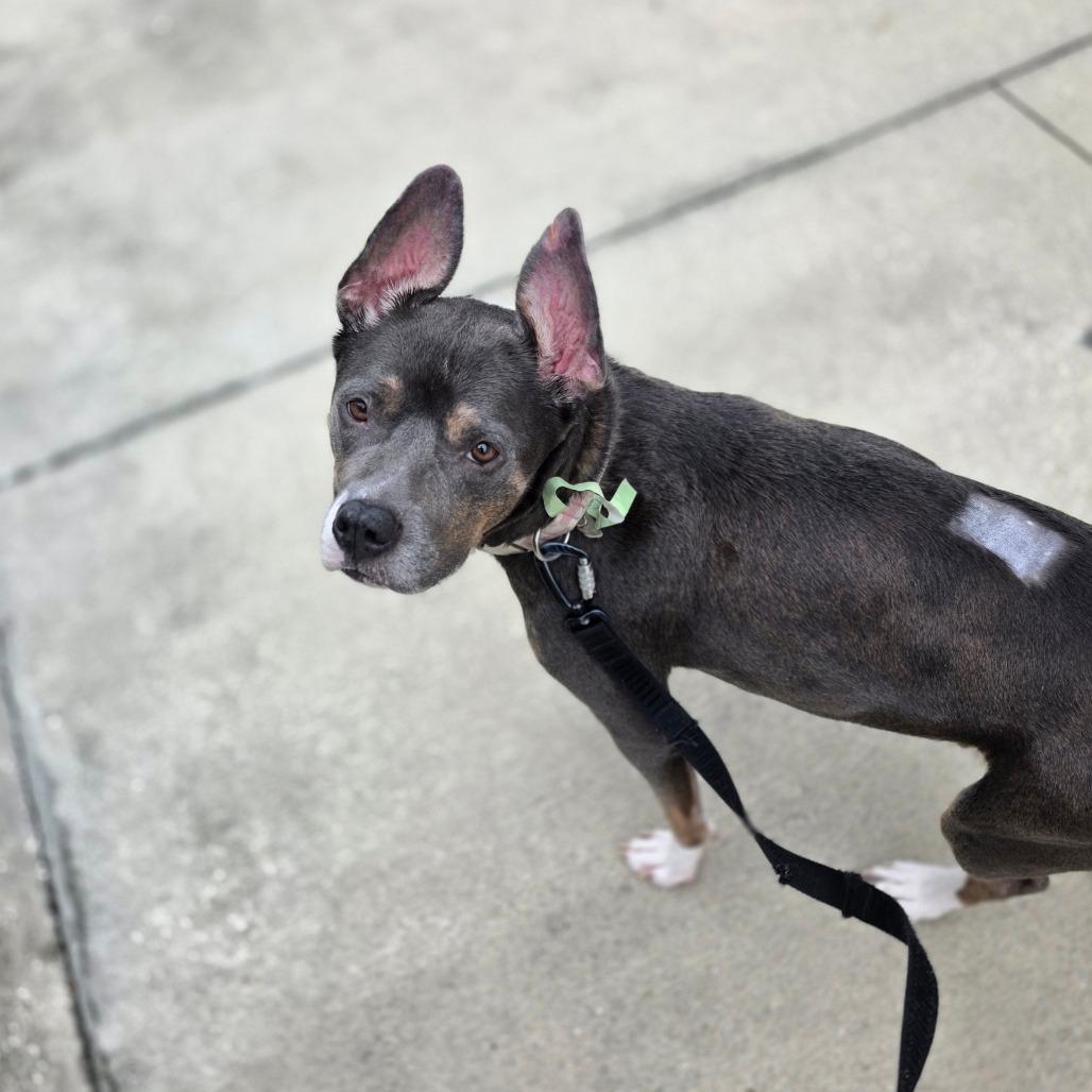 Enlarge Tinker Bell, a Adoptable Mixed Breed in Jacksonville, FL image 3/5