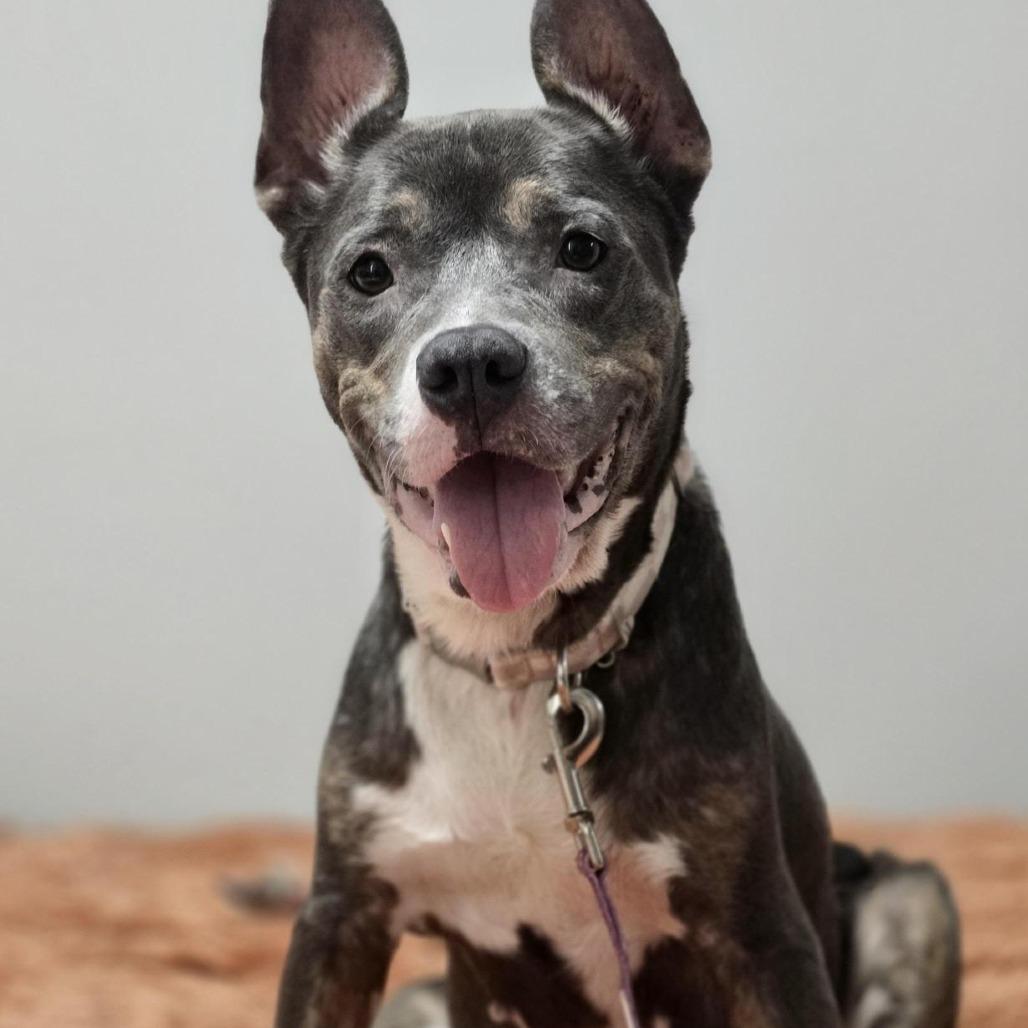 Enlarge Tinker Bell, a Adoptable Mixed Breed in Jacksonville, FL image 4/5