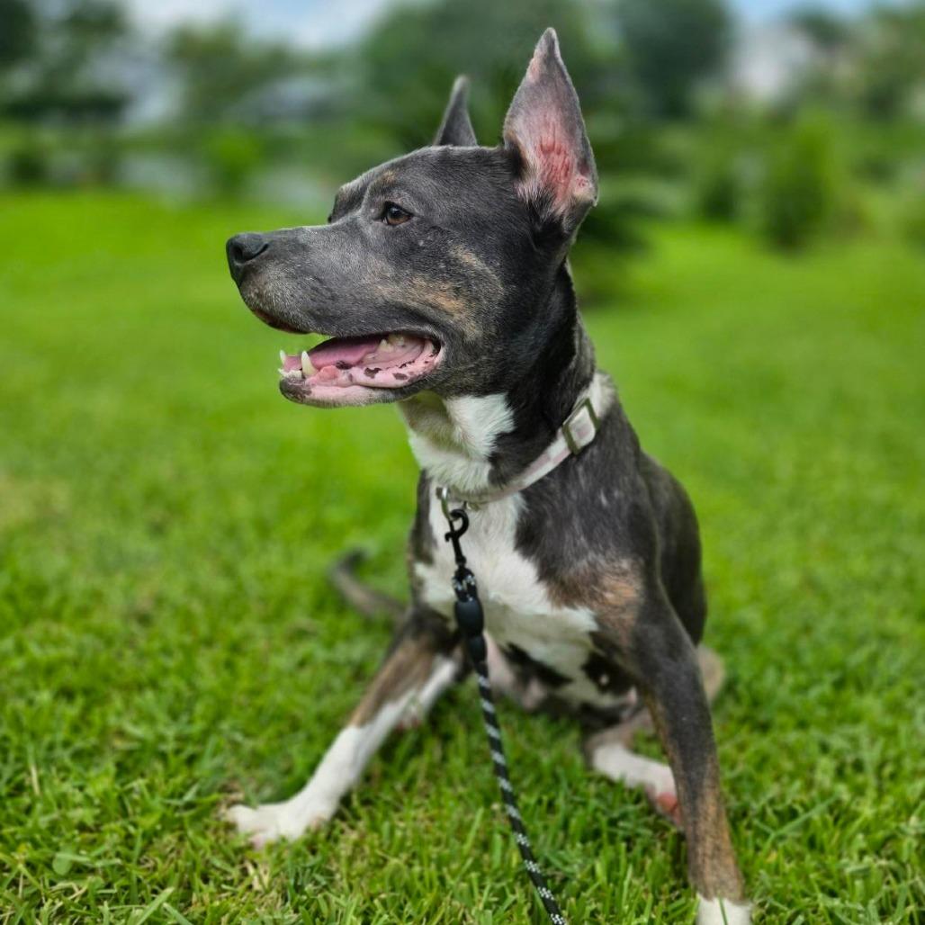 Enlarge Tinker Bell, a Adoptable Mixed Breed in Jacksonville, FL image 5/5
