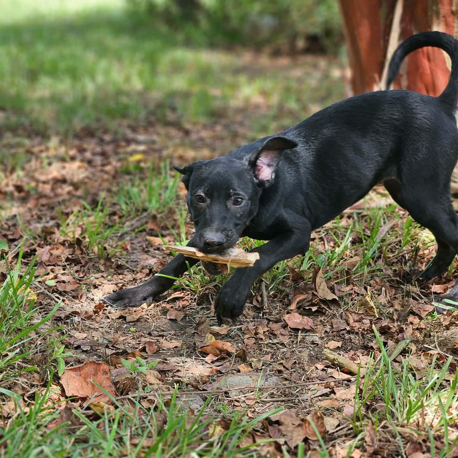 Sally, a ADOPTABLE mixed breed in Bethpage, NY image 5/6