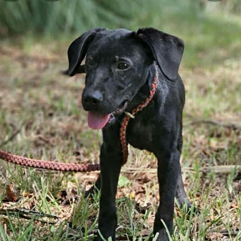 Sally, a ADOPTABLE mixed breed in Bethpage, NY image 3/6