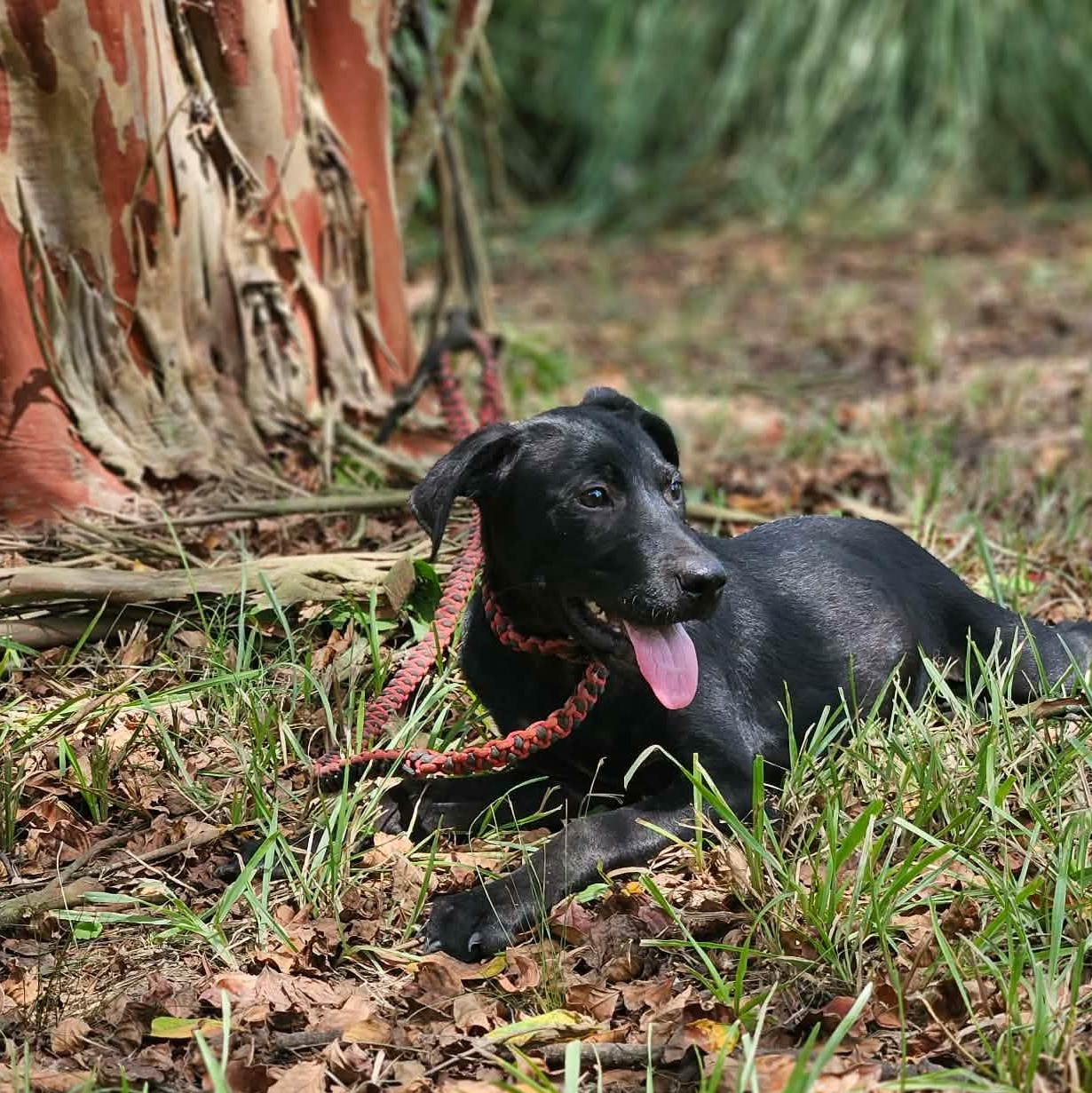 Sally, a ADOPTABLE mixed breed in Bethpage, NY image 2/6