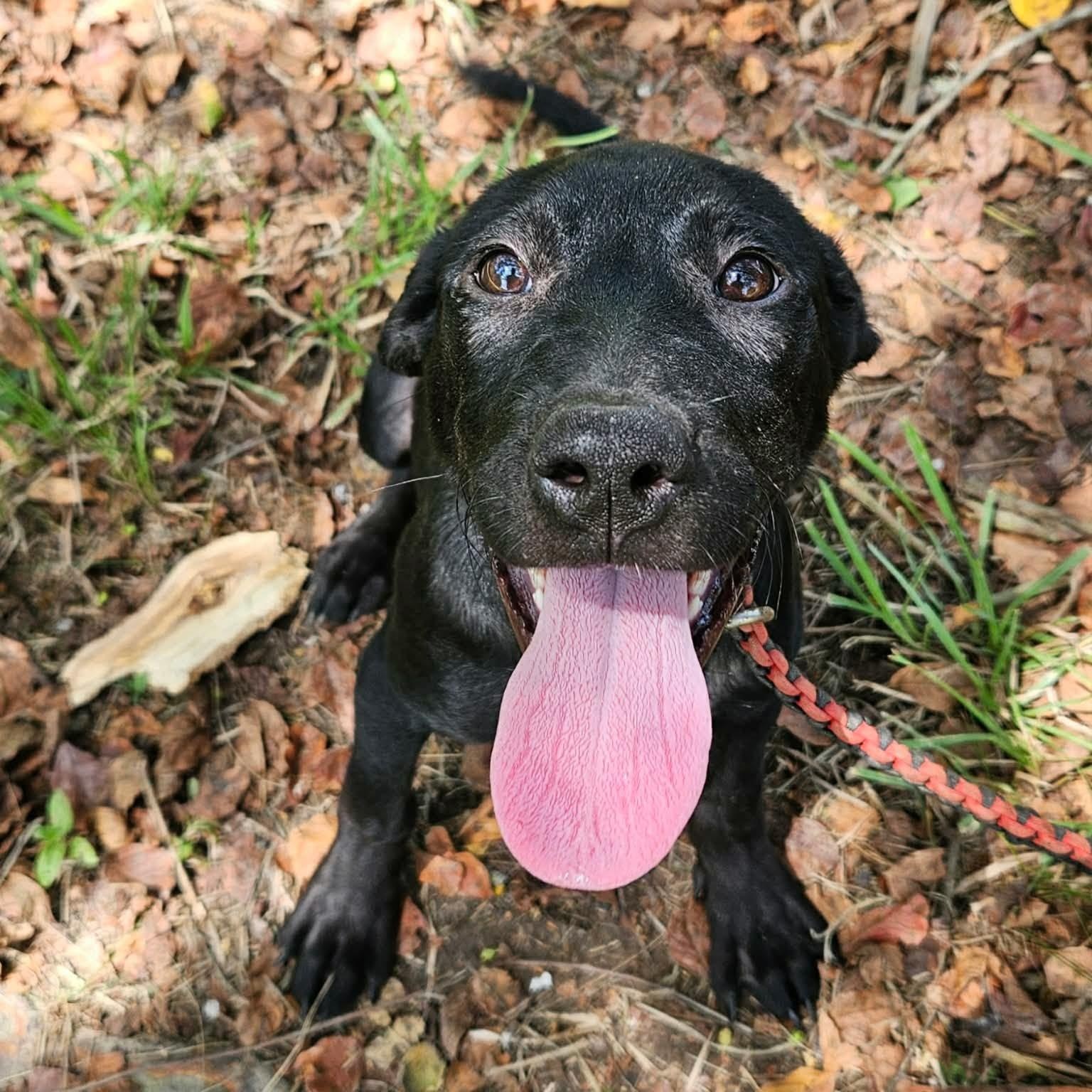 Sally, ADOPTABLE, Puppy Female Black Labrador Retriever & Afghan Hound.