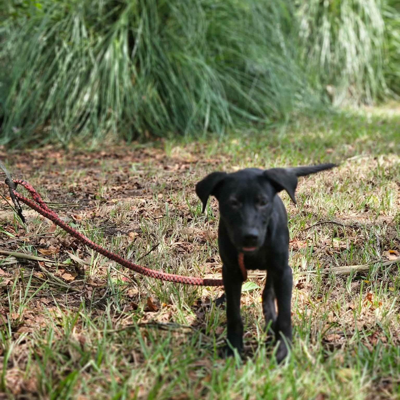 Sally, a ADOPTABLE mixed breed in Bethpage, NY image 4/6