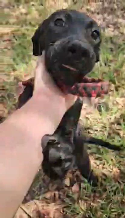 Enlarge Sally, a ADOPTABLE mixed breed in Bethpage, NY video 6/6