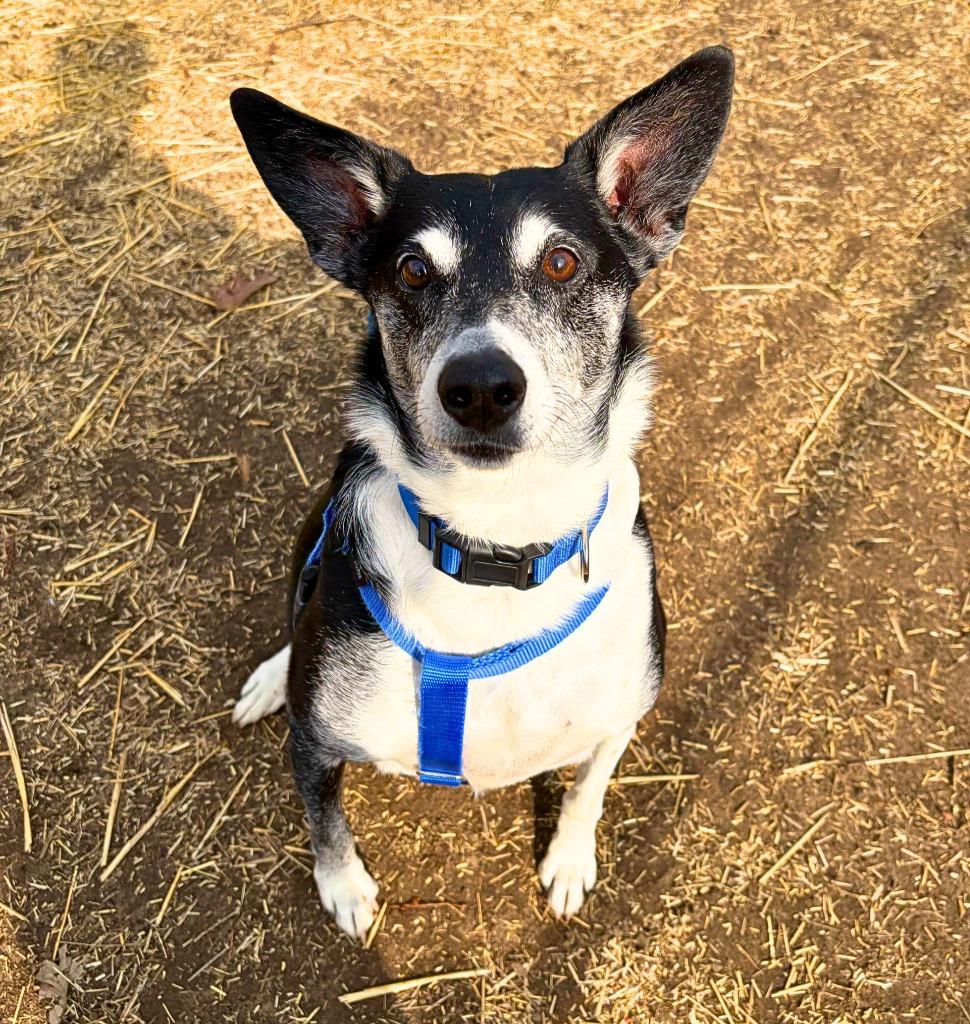 Chico, Adoptable, Senior Male Border Collie & Whippet.