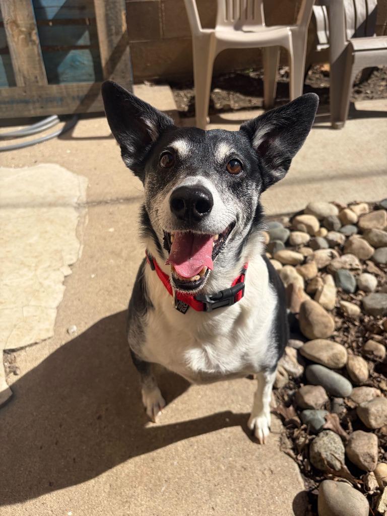 Enlarge Chico, a Adoptable mixed breed in Utica, MI image 2/5