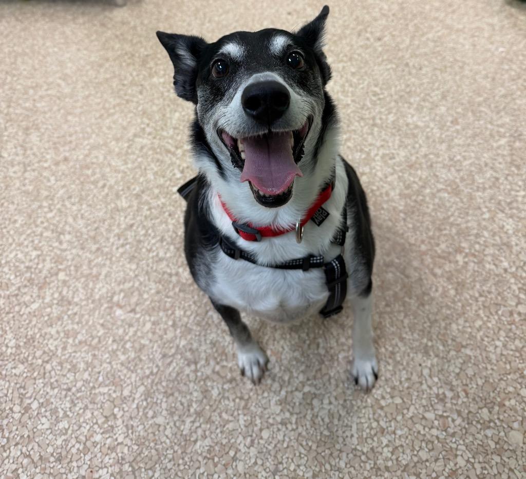 Enlarge Chico, a Adoptable mixed breed in Utica, MI image 3/5