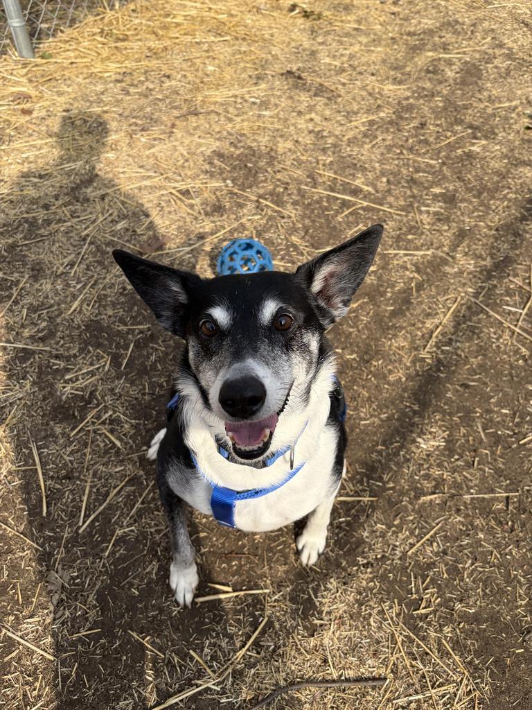 Enlarge Chico, a Adoptable mixed breed in Utica, MI image 4/5