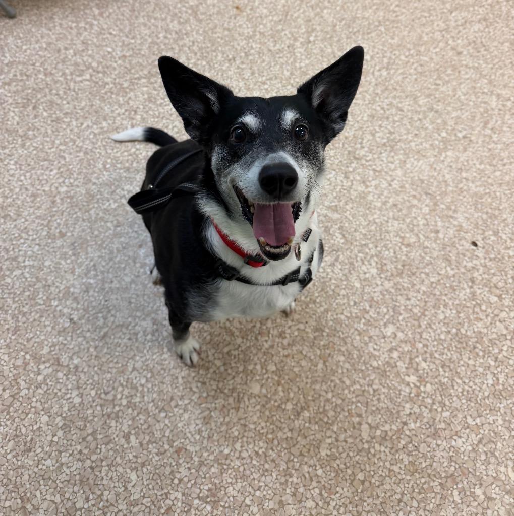 Enlarge Chico, a Adoptable mixed breed in Utica, MI image 5/5