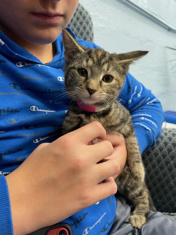 Sahara, Adopted, Adult Female Domestic Short Hair.