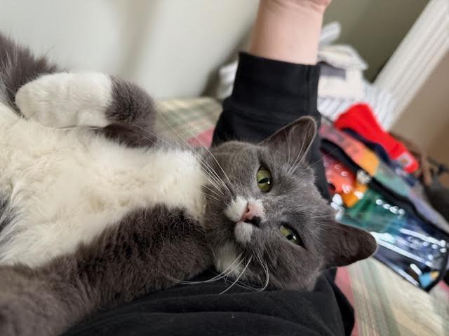 Enlarge Miss Girl, a ADOPTABLE Domestic Short Hair in Rumford, ME image 5/5