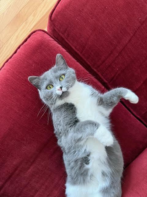 Enlarge Miss Girl, a ADOPTABLE Domestic Short Hair in Rumford, ME image 2/5