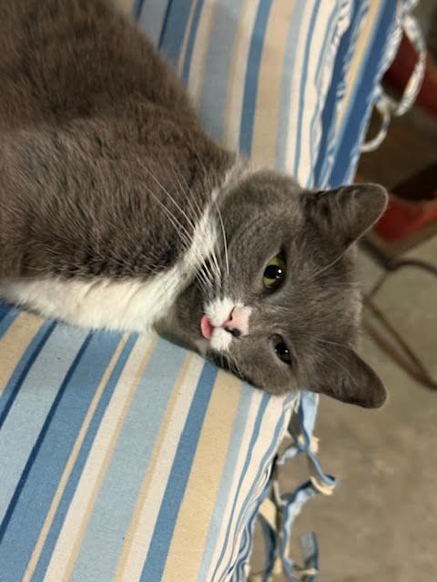 Enlarge Miss Girl, a ADOPTABLE Domestic Short Hair in Rumford, ME image 4/5