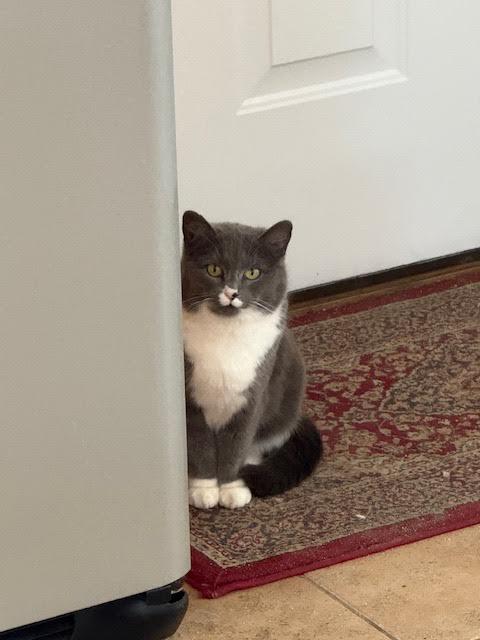 Enlarge Miss Girl, a ADOPTABLE Domestic Short Hair in Rumford, ME image 3/5