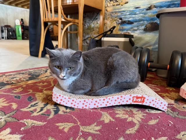 Miss Girl, ADOPTABLE, Young Female Domestic Short Hair.