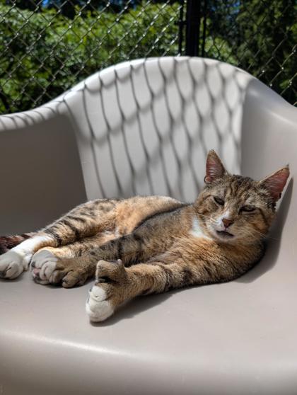 Reeves, Adoptable, Adult Male Domestic Short Hair & Domestic Short Hair.