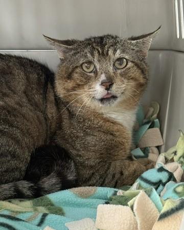 Reeves, Adoptable, Adult Male Domestic Short Hair & Domestic Short Hair.