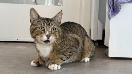 Reeves, a Adoptable mixed breed in Sultan, WA image 2/3