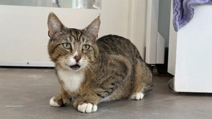 Enlarge Reeves, a Adoptable mixed breed in Sultan, WA image 2/3
