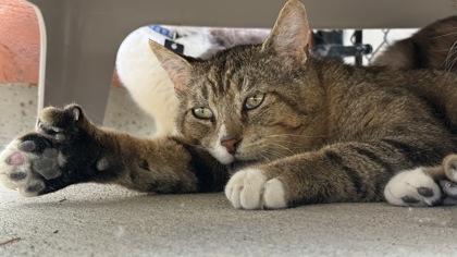 Enlarge Reeves, a Adoptable mixed breed in Sultan, WA image 3/3