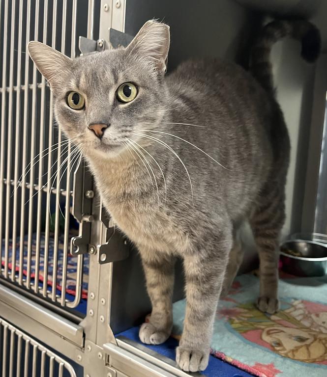 Nicolas, ADOPTABLE, Adult Male Domestic Short Hair.