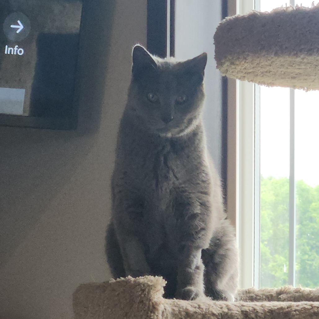 Enlarge Wobbles, a Adoptable Domestic Short Hair in Oak Grove, MN image 1/2