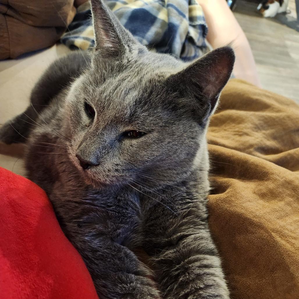 Enlarge Wobbles, a Adoptable Domestic Short Hair in Oak Grove, MN image 2/2