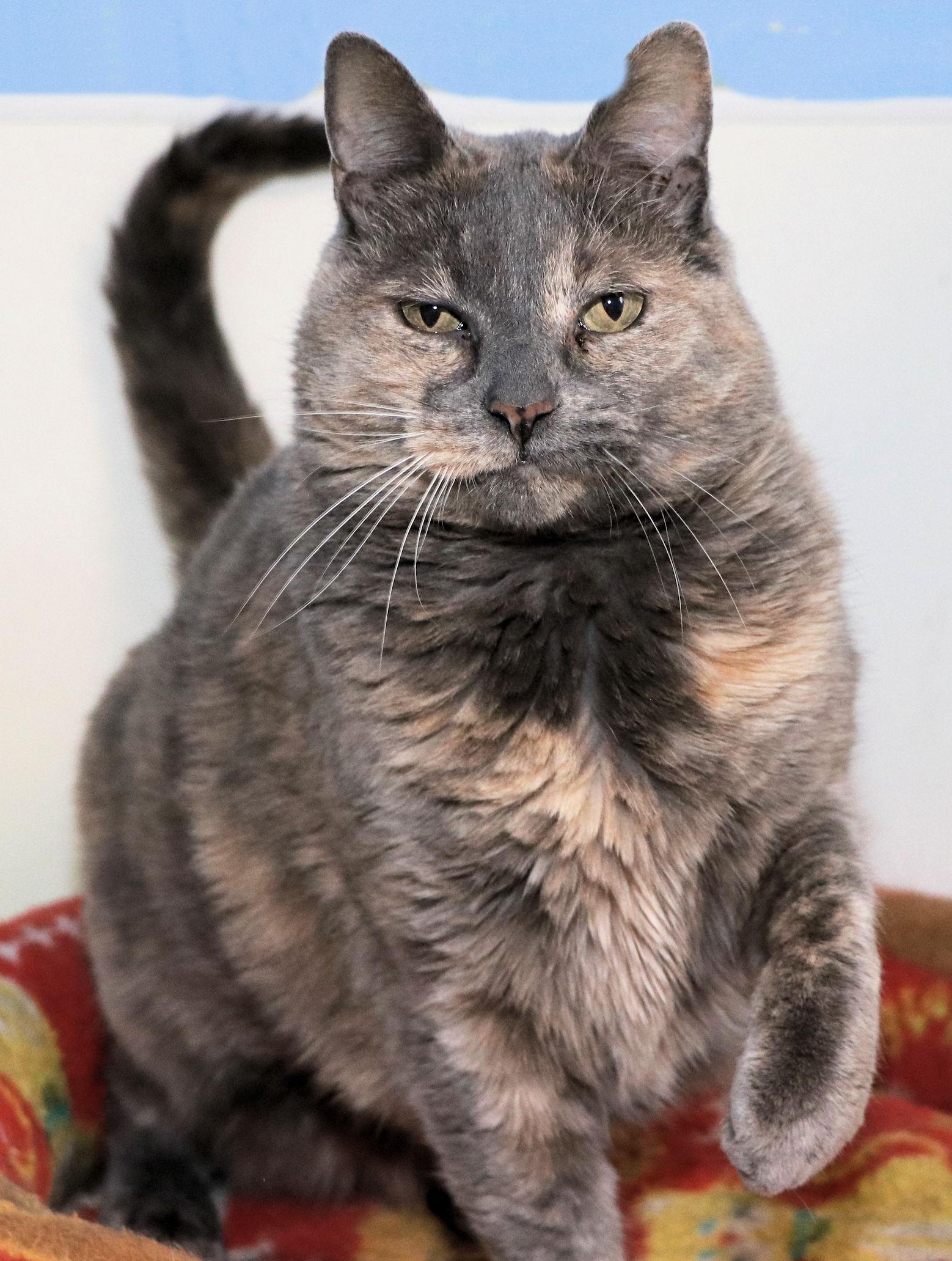 Blue Danube, a Adoptable mixed breed in Cincinnati, OH image 3/3