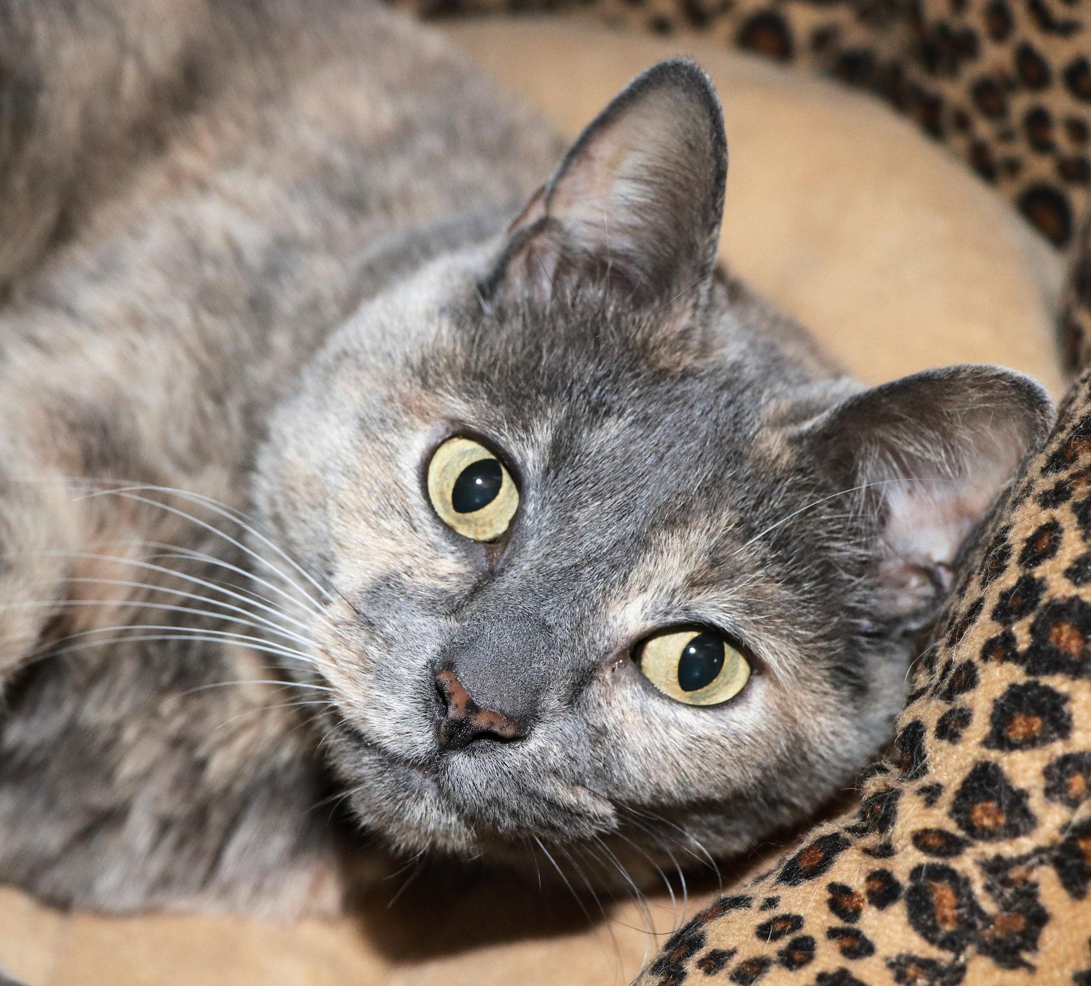 Blue Danube thumbnail 2