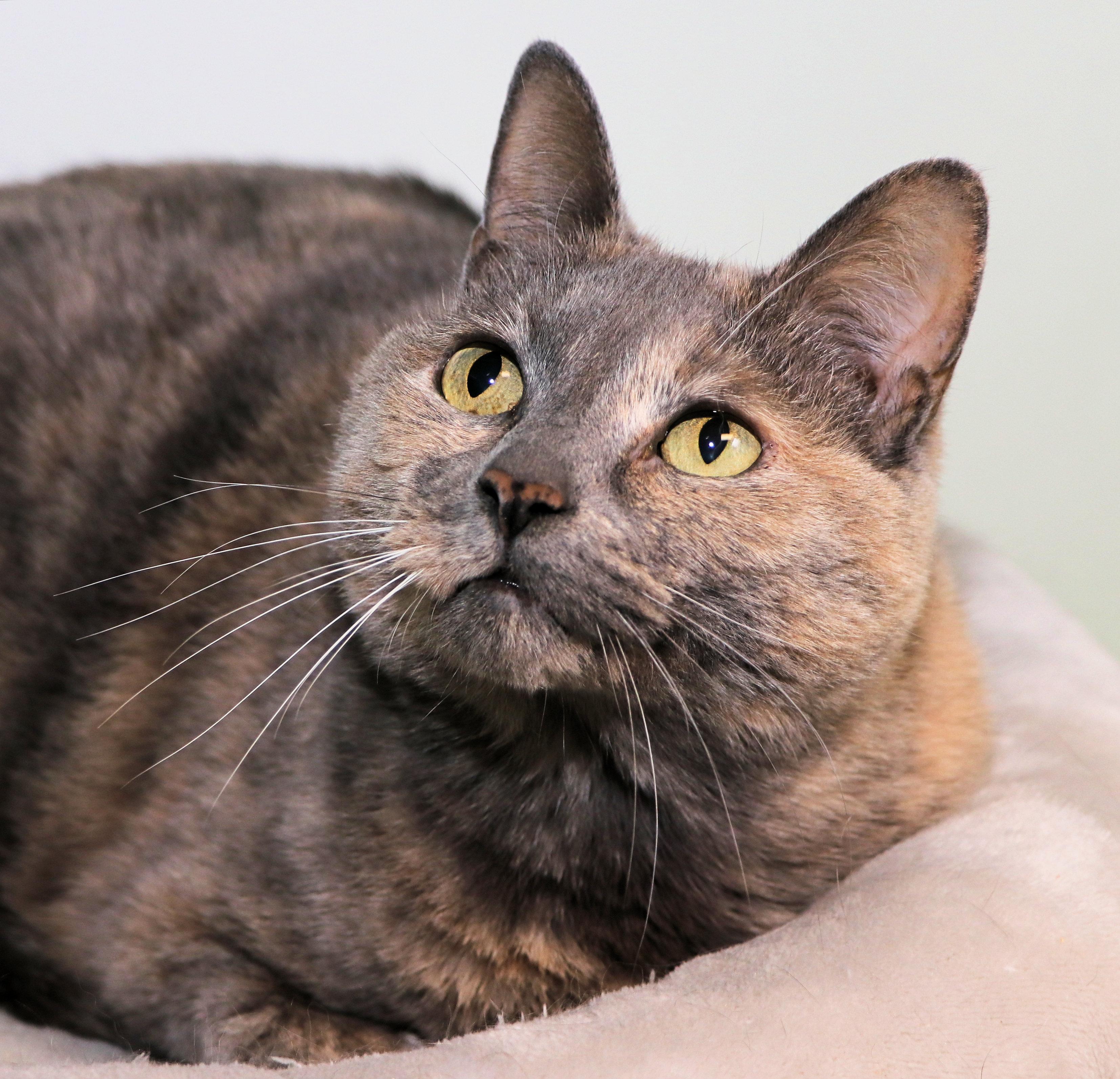 Blue Danube thumbnail 3