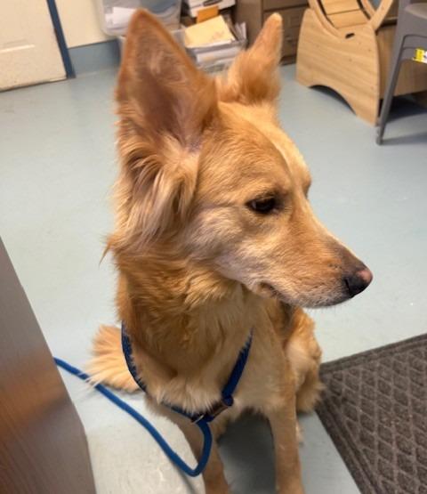 Chloe, Adoptable, Adult Female German Shepherd Dog & Husky.