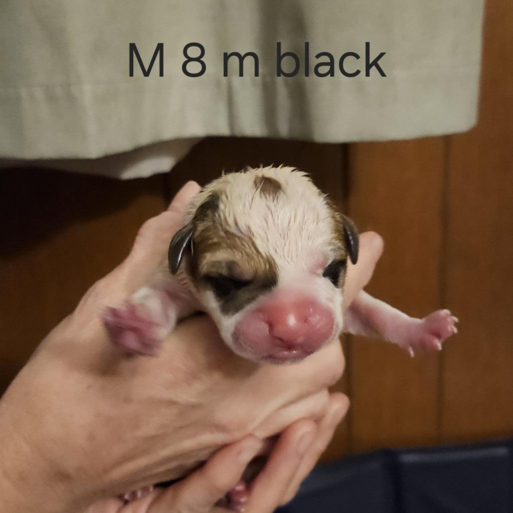 Misty's Pup- Bruiser