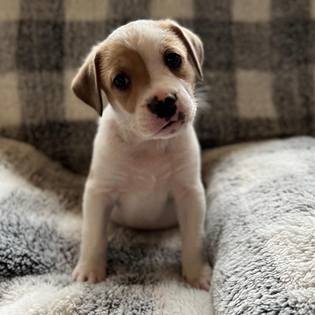 Misty's Pup- Bruiser — thumbnail 2