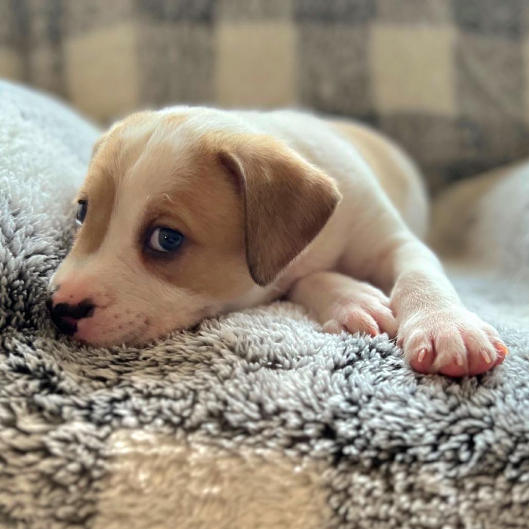 Misty's Pup- Bruiser — thumbnail 4