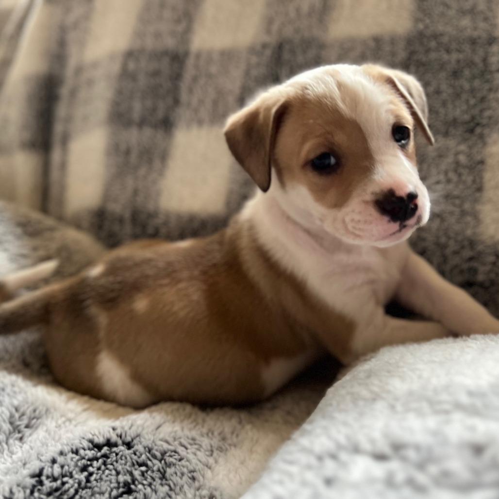 Misty's Pup- Bruiser — thumbnail 5