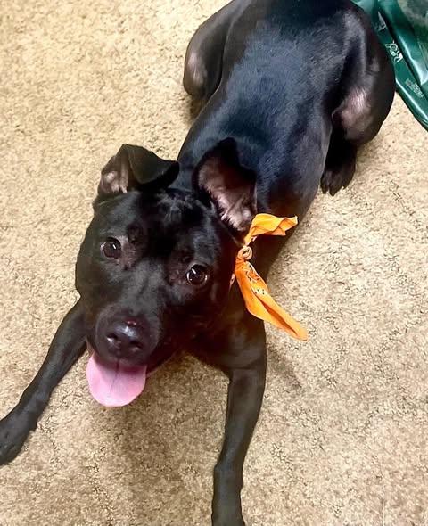 Enlarge MARINA, a Adoptable mixed breed in Canastota, NY image 6/6