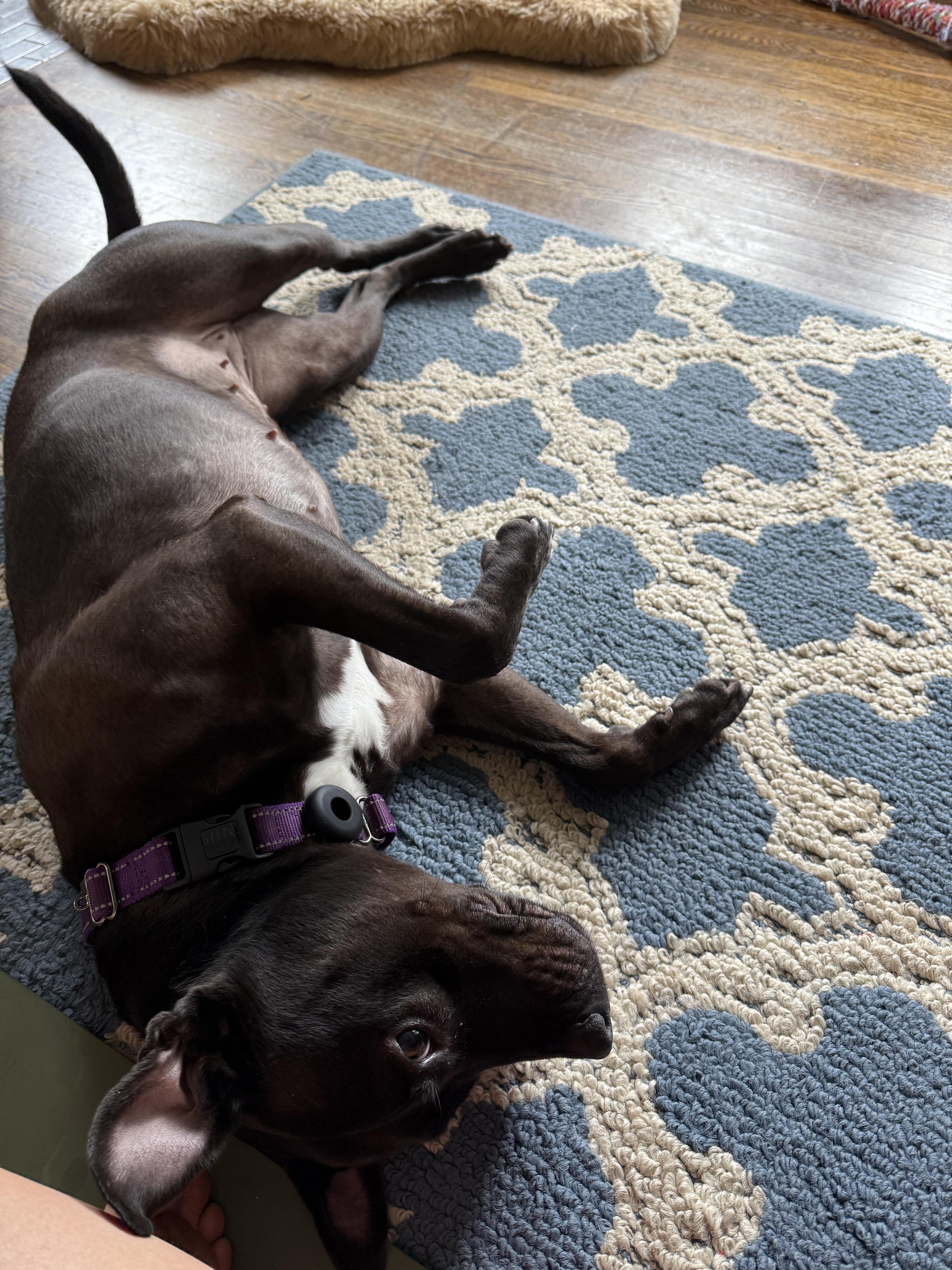 Enlarge MARINA, a Adoptable mixed breed in Canastota, NY image 3/6