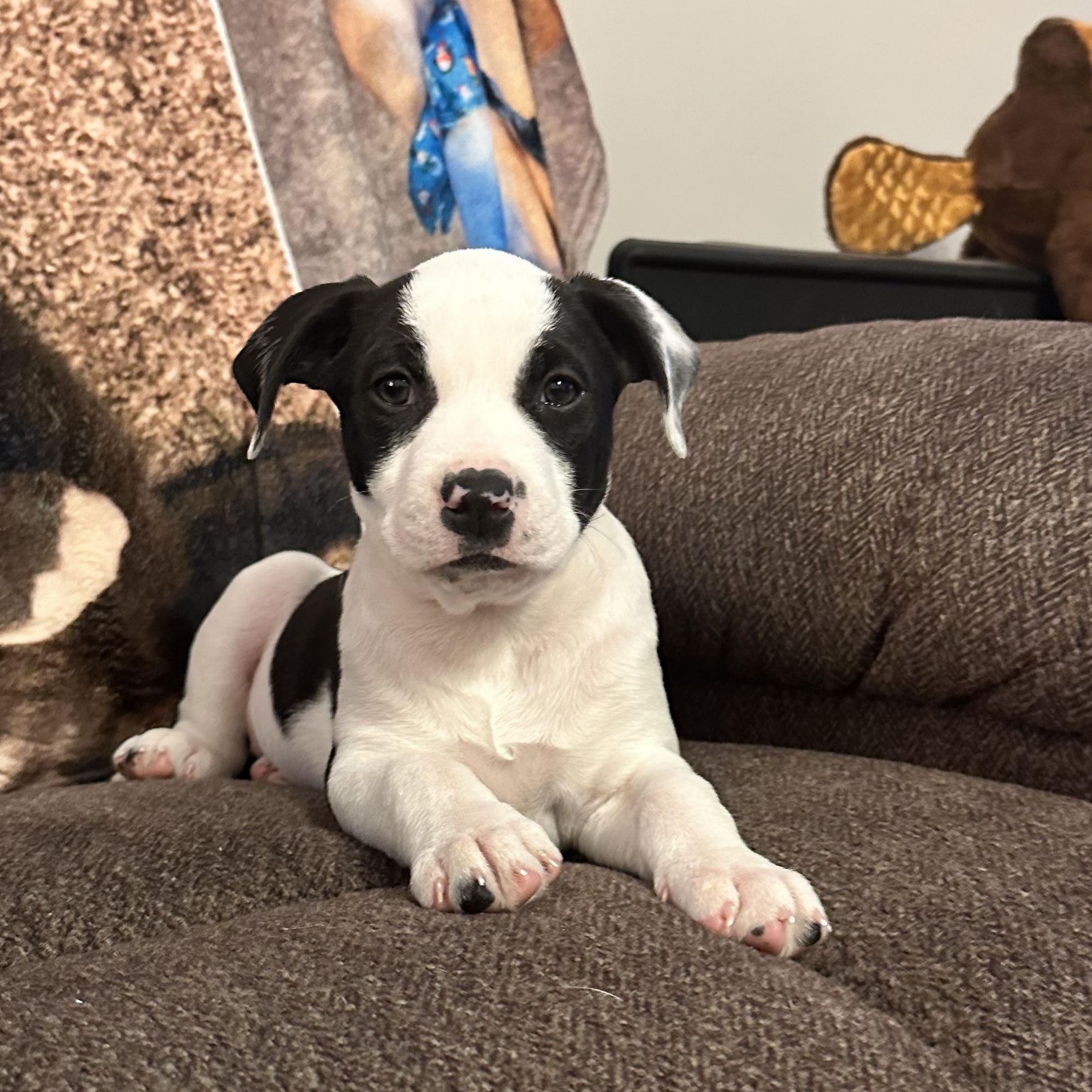 Enlarge Bunny, a Adoptable mixed breed in Nashua, NH image 2/6