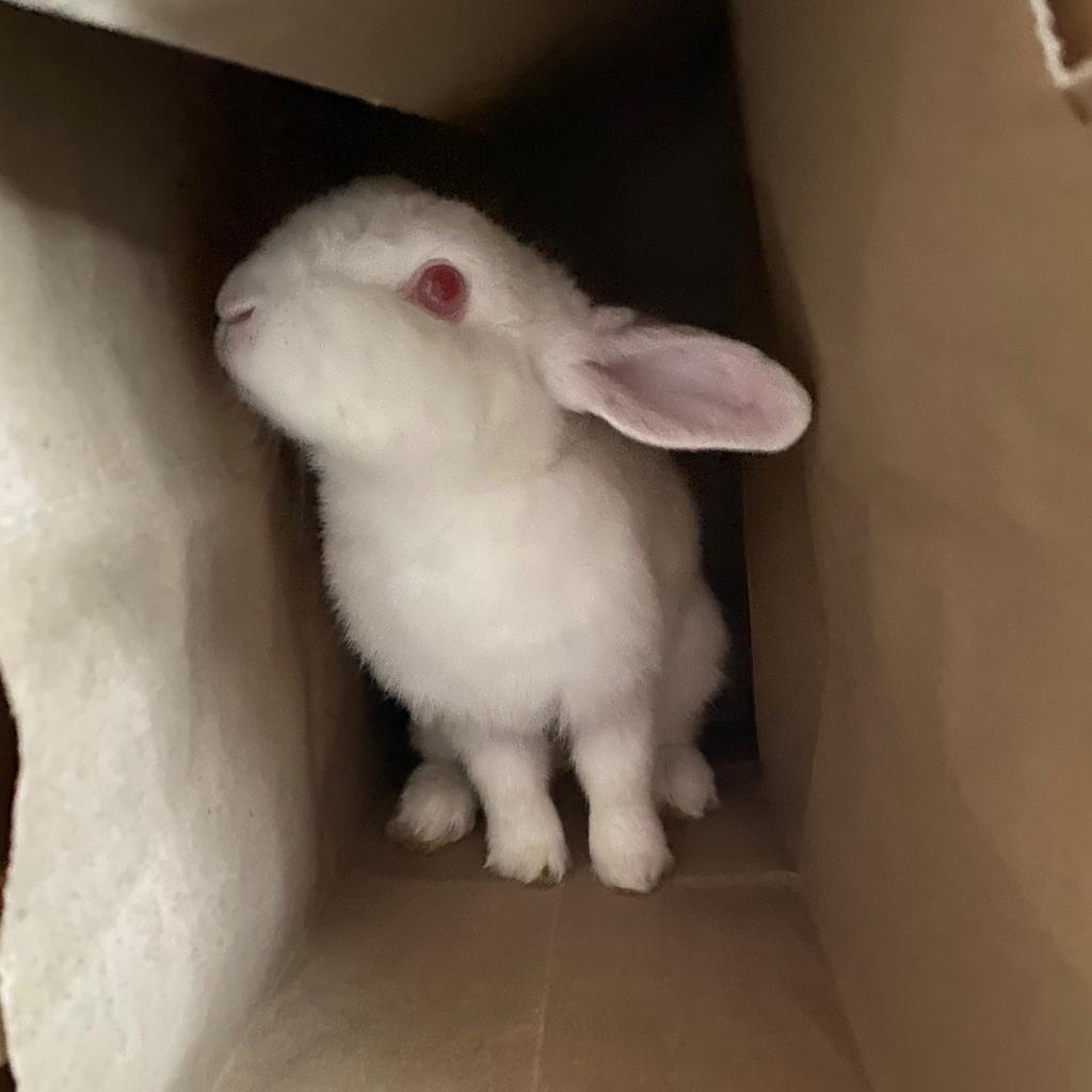 Spirit Myers, Adoptable, Adult Female Florida White.