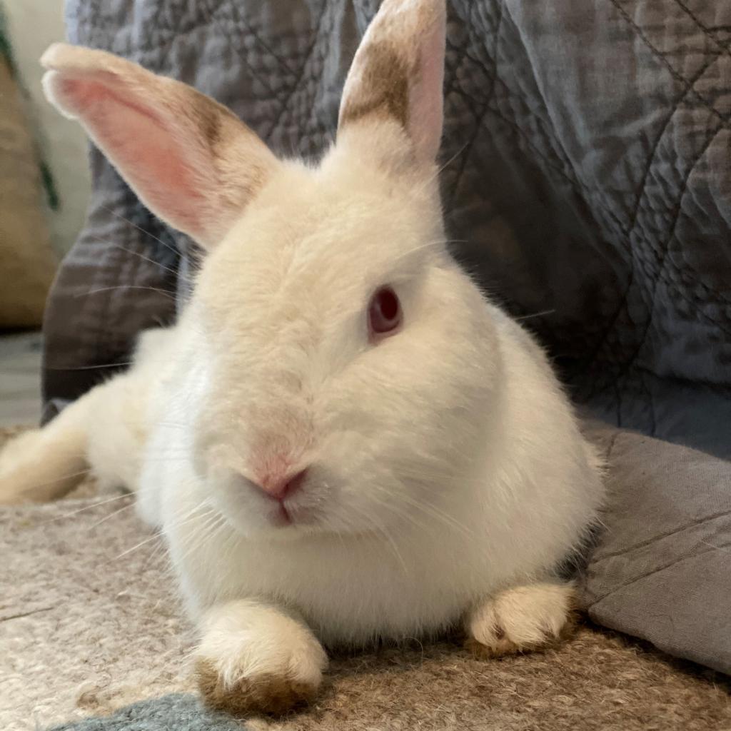 Enlarge Spirit Myers, a Adoptable Florida White in Fort Lauderdale, FL image 2/3