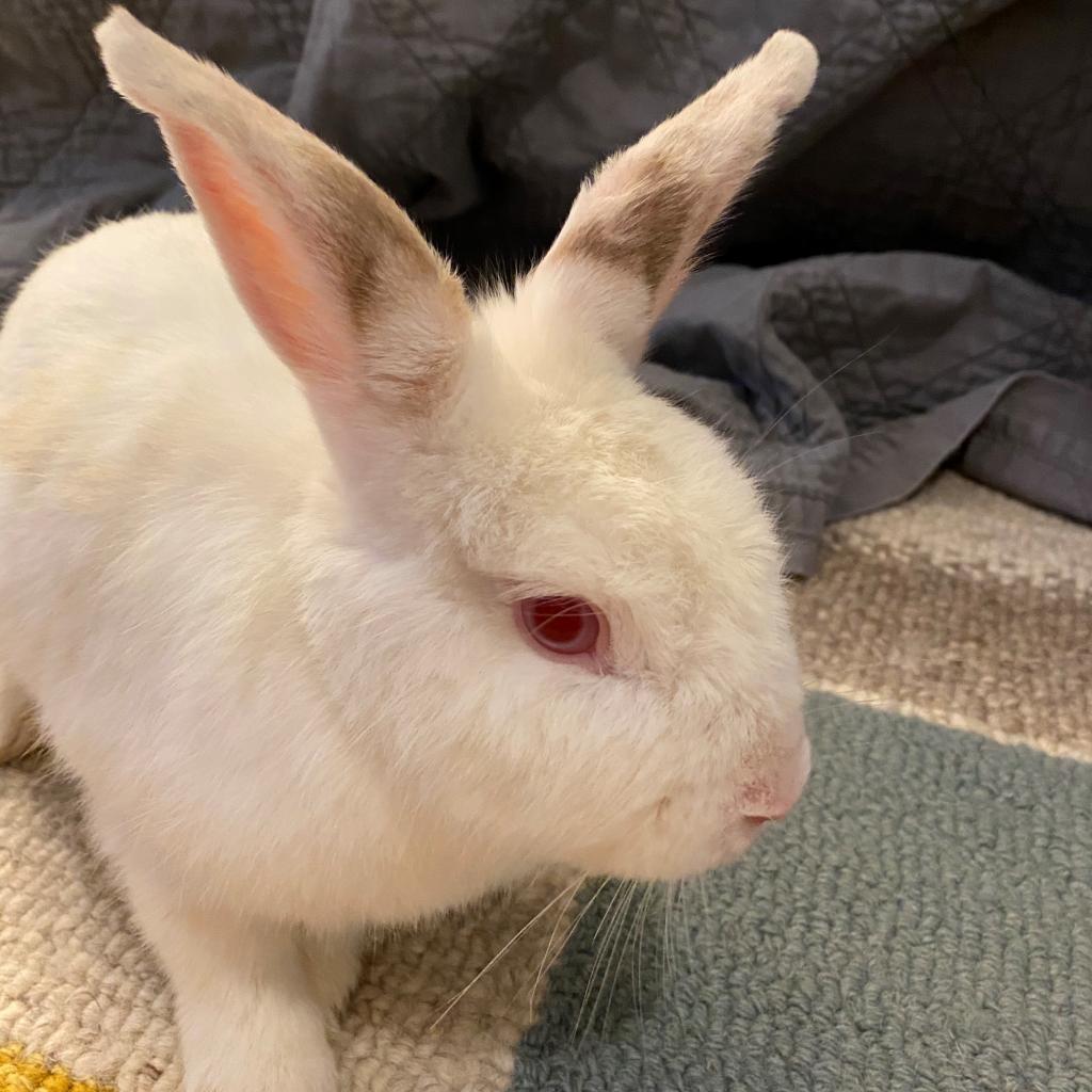 Enlarge Spirit Myers, a Adoptable Florida White in Fort Lauderdale, FL image 3/3