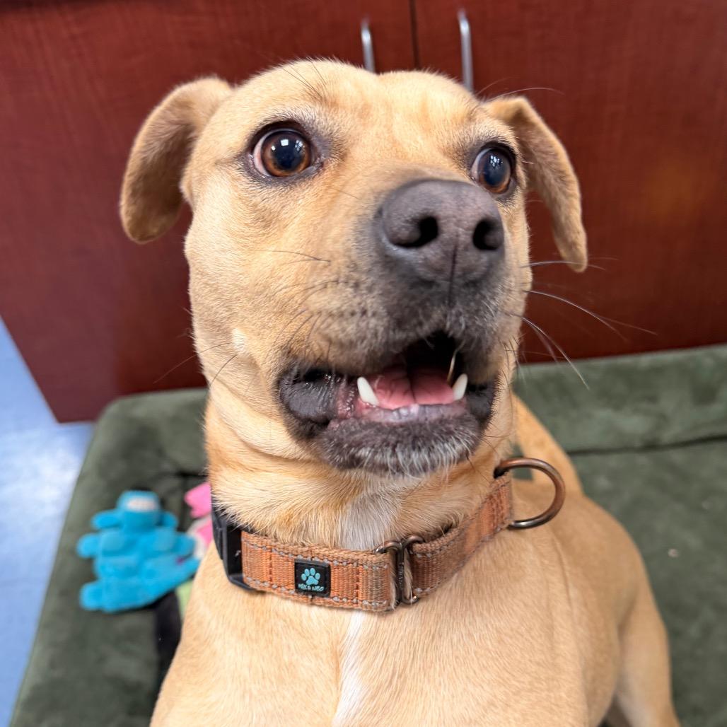 Riley — thumbnail 2