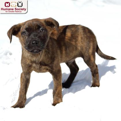 Ricardo, an adopted mixed breed in Nashua, NH image 1/2
