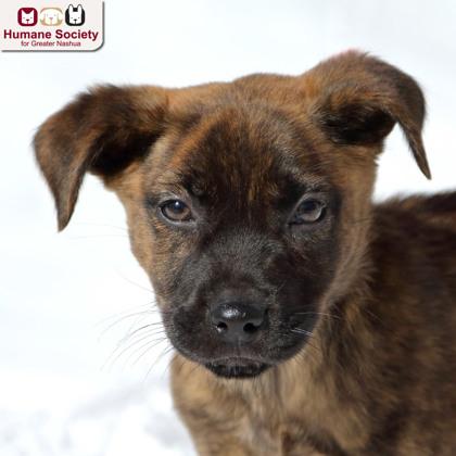 Ricardo, an adopted mixed breed in Nashua, NH image 2/2
