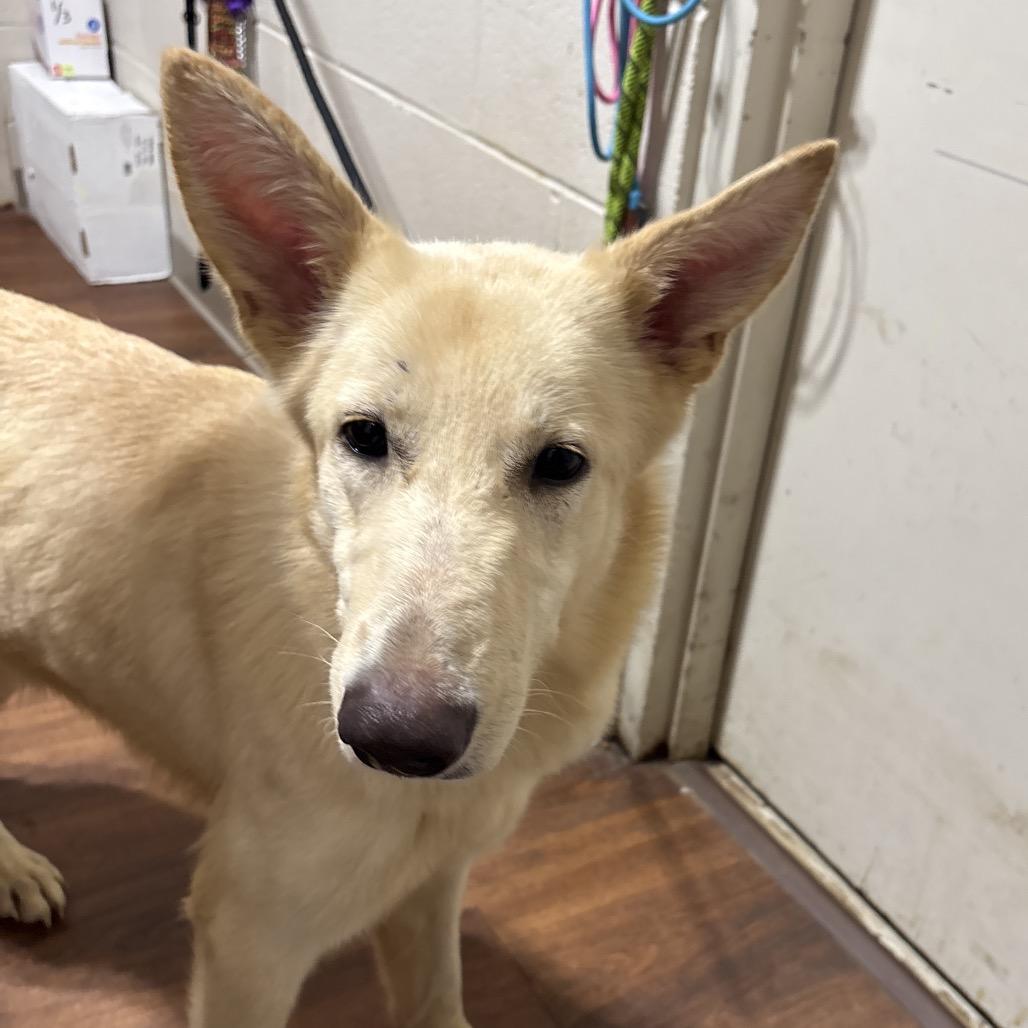 Shiloh, Adoptable, Young Female Mixed Breed.