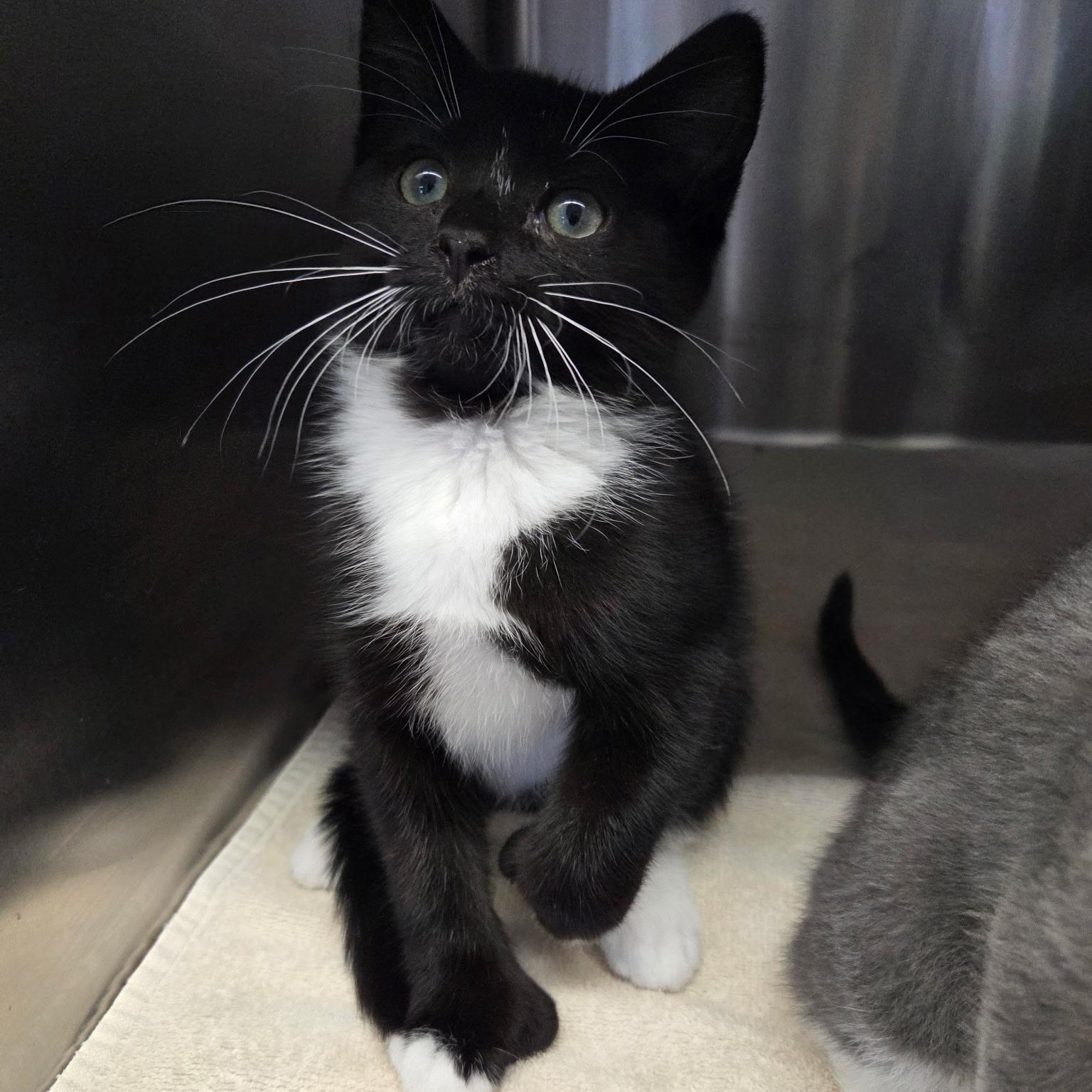 Toeni, adopted, Kitten Female Domestic Short Hair.